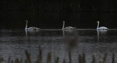 Ankara'da tedavi edilen kuğu, Edirne'de suyla buluştu