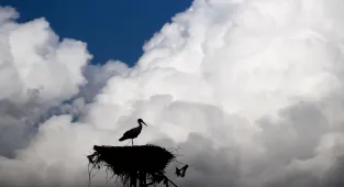 Baharın müjdecisi leylekler Tunceli'deki köylerde bulunan yuvalarına dönmeye başladı