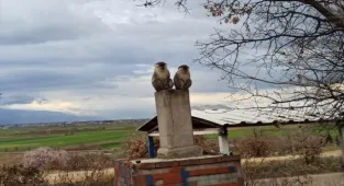 Denizli’de ağaçlarda görülen ikinci maymun da koruma altına alındı