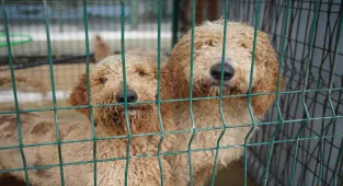 Edirne'de el konulan cins köpekler sahiplendirilecek