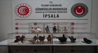 İpsala Sınır Kapısı'nda minibüste aralarında alpakaların da olduğu cins hayvanlar ele geçirildi