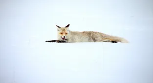 Kars'ta kızıl tilkiler avlanırken görüntülendi 