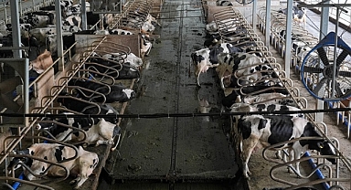 SETBİR Başkanlığına Fatma Can Sağlık seçildi