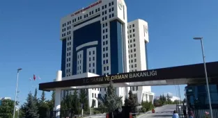 Tarım ve Orman Bakanlığı Ordu İl Müdürlüğü 1600 koyun ve koç alacak