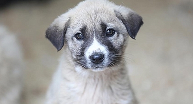 Trabzon'da Sahipsiz Hayvanları Koruma Birliği kurulacak