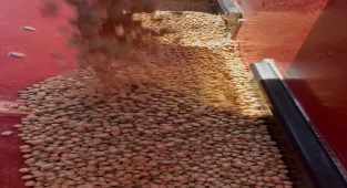 Akıncılar Belediyesi nohut ekimi yaptı