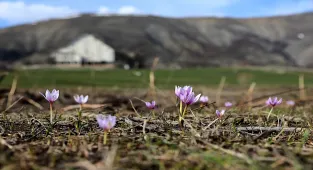 Bayburt'ta baharın habercisi çiğdemler doğaya renk kattı