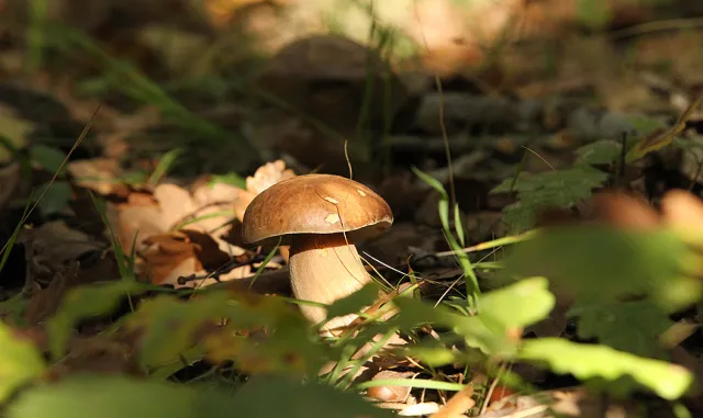 Fethiye'de 15. Dastar ve Kuzugöbeği Mantar Festivali sona erdi