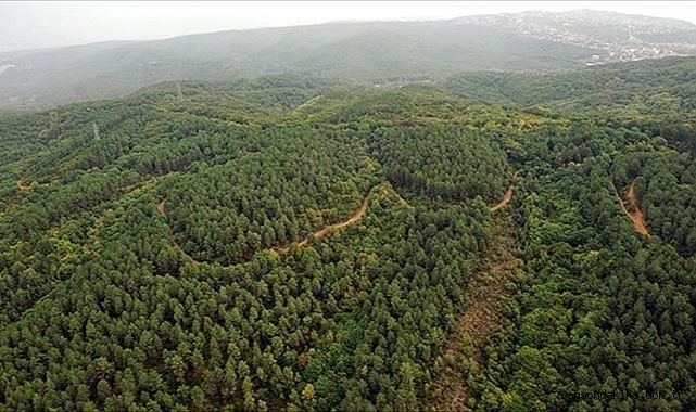 Giresun'da köy kooperatifinde sertifikalı 3 bin fındık fidanı üretildi