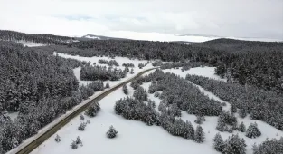 Kars'ta beyaza bürünen sarıçam ormanları dronla görüntülendi