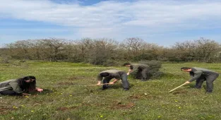 Kocaeli'de izinsiz salep orkidesi toplayan kişiye 699 bin lira ceza