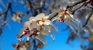 Manisa'da çiftçilerin zirai don mesaisi 