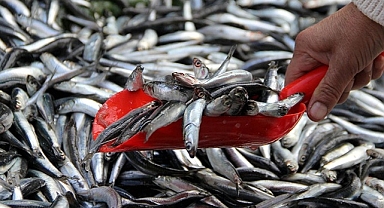 Rize'de istavritin kilogramı 200 liradan satılıyor