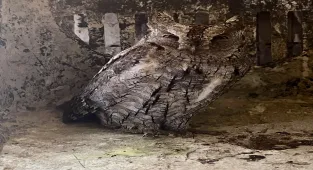 Soğuk havada bitkin düşen ishak kuşu, bakım ve beslenme sonrası doğaya bırakıldı