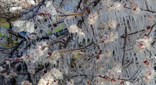 Tarım ve Orman Bakanlığından zirai don uyarısı: