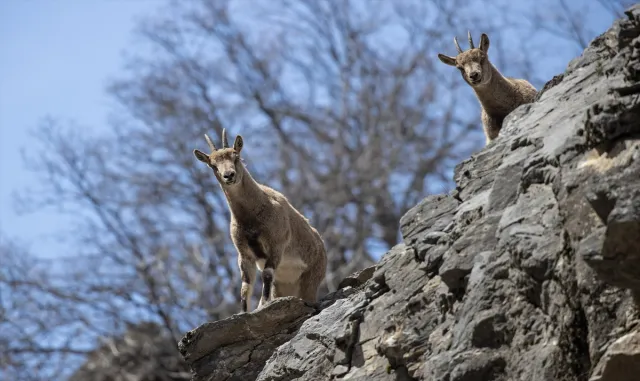 Tunceli'nin dağlarında yaban keçileri ve tilkiler yiyecek ararken görüntülendi