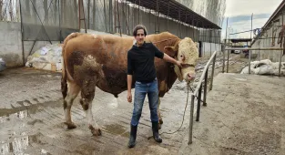 Ağrı'da 1 ton 190 kilogramlık kurbanlık boğa 500 bin liraya satıldı