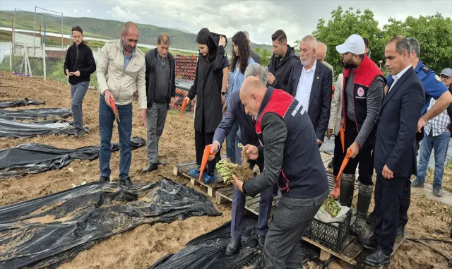 Bahşılı'da 3 dönüm araziye çilek dikildi