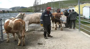 Kars'ta kurbanlıklar bayrama sayılı günler kala alıcılarını bekliyor
