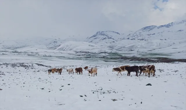 Şırnak'ın yüksek kesimlerinde kar etkili oldu