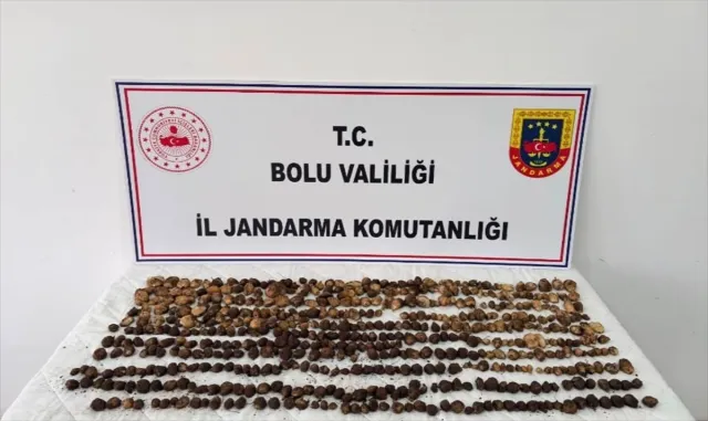 Bolu'da yabani salep toplayan 3 kişiye toplam 2 milyon lira ceza