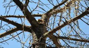 Edirne'de ağaçta mahsur kalan kedi yavrusu kurtarıldı