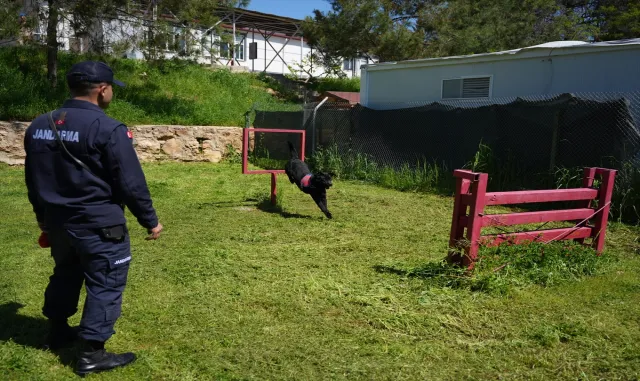 Jandarmanın iz takip köpeği Becet emekliye ayrıldı