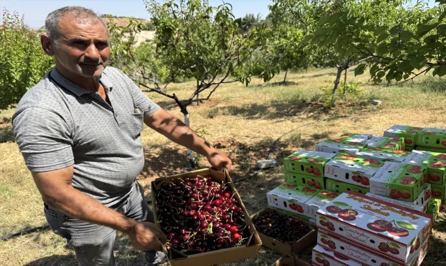 Malatya'da tescilli dalbastı kirazı üreticisinin yüzünü güldürdü