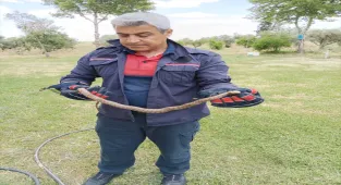 Mardin'de evlere giren yılanlar itfaiye ekiplerince yakalandı