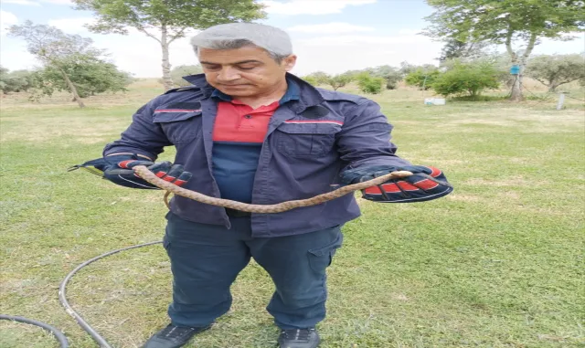 Mardin'de evlere giren yılanlar itfaiye ekiplerince yakalandı