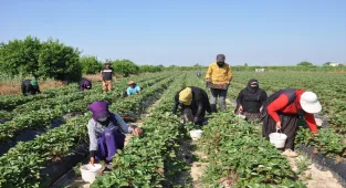 Mersin'de açık alanda üretilen tescilli Silifke çileğinde hasat sürüyor