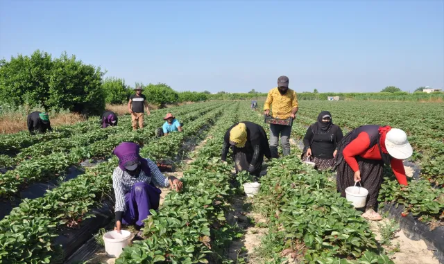 Mersin'de açık alanda üretilen tescilli Silifke çileğinde hasat sürüyor