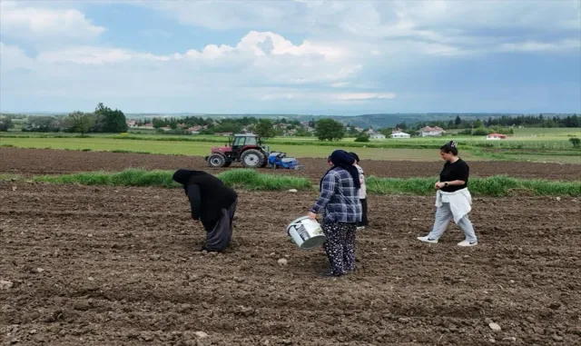 Samsun'da Büyükşehir Belediyesi desteğiyle Ladik fasulyesi üretimi artıyor