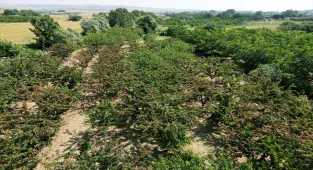 Tekirdağ kirazında 3 bin ton rekolte bekleniyor