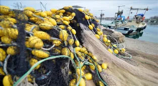 Yunanistan'da balıkçılar istilacı balon balığıyla mücadele için yarışma düzenliyor