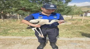 Çankırı'da yuvasından düşen yavru leylek tedavi altına alındı
