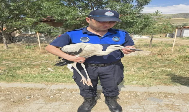 Çankırı'da yuvasından düşen yavru leylek tedavi altına alındı