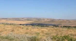 Çorum'da çıkan yangında yaklaşık 250 dekar tarım arazisi zarar gördü
