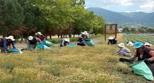 Kocaeli'de tıbbi ve aromatik bitki üretiminde 41 türün hasadı yapıldı